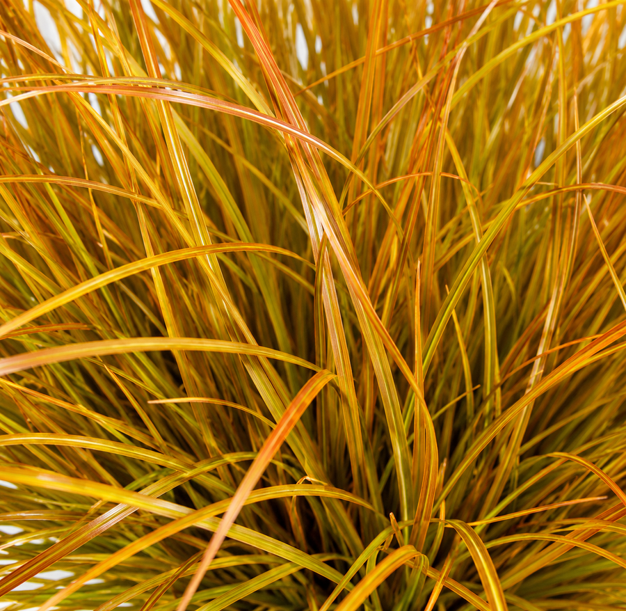 Planta Artificială Tufă de Iarbă Tip Ceapă Curbată, 38 cm, Densitate Mare, Galben si Portocaliu, Fara Ghiveci