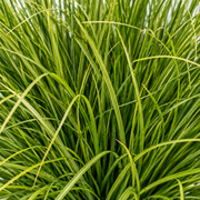 Planta Artificială Tufă de Iarbă Tip Ceapă Curbată, 38 cm, Densitate Medie, Verde, Fără Ghiveci